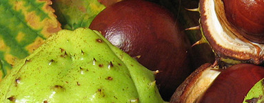 Divji kostanj (Aesculus hippocastanum)